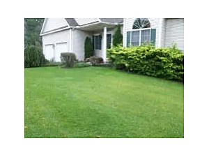 Lawn Repair