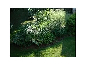 Plant Beds